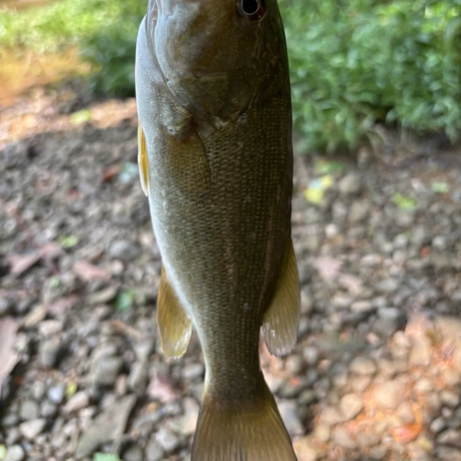 Smallmouth bass caught on Fishbrain