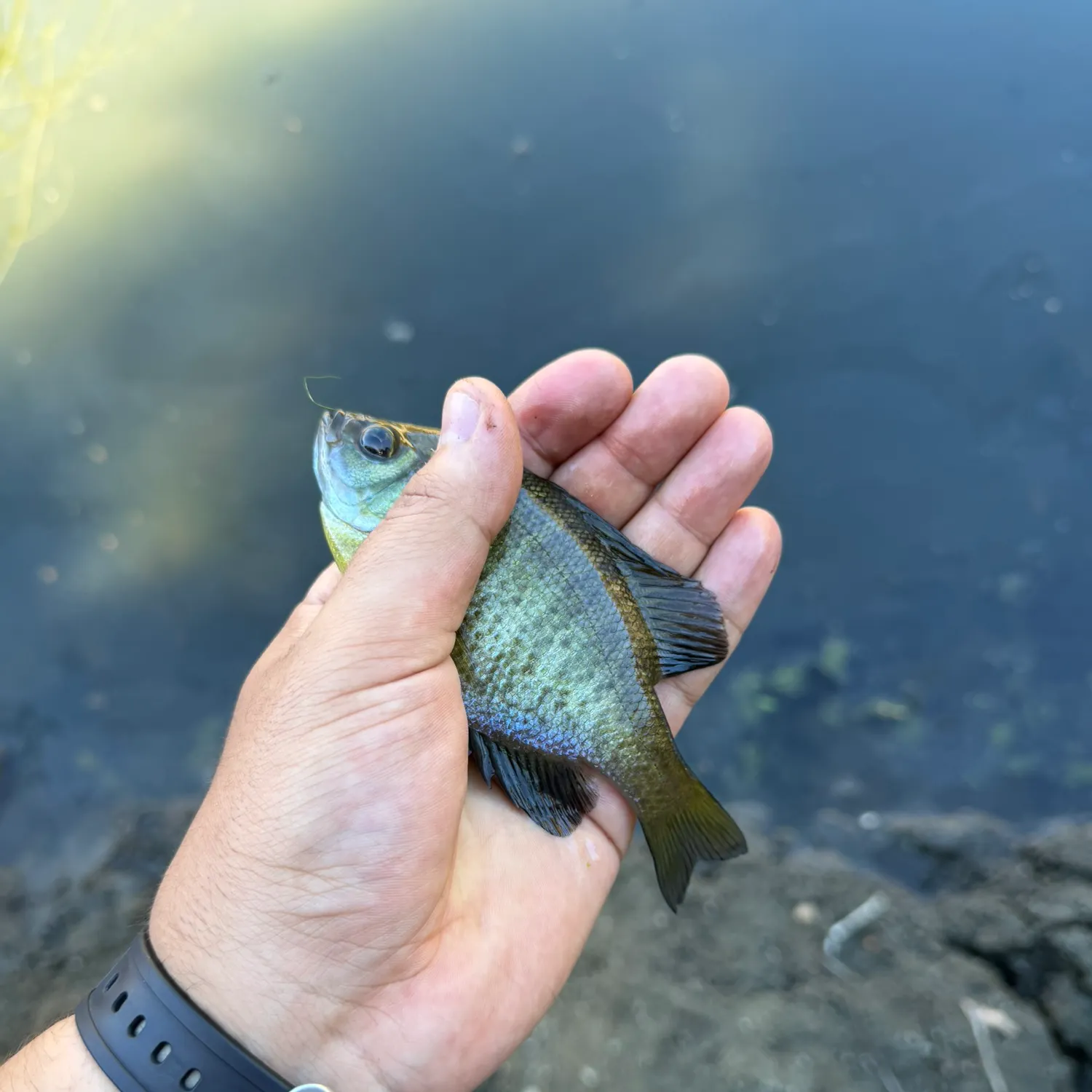 Bluegill caught on Fishbrain