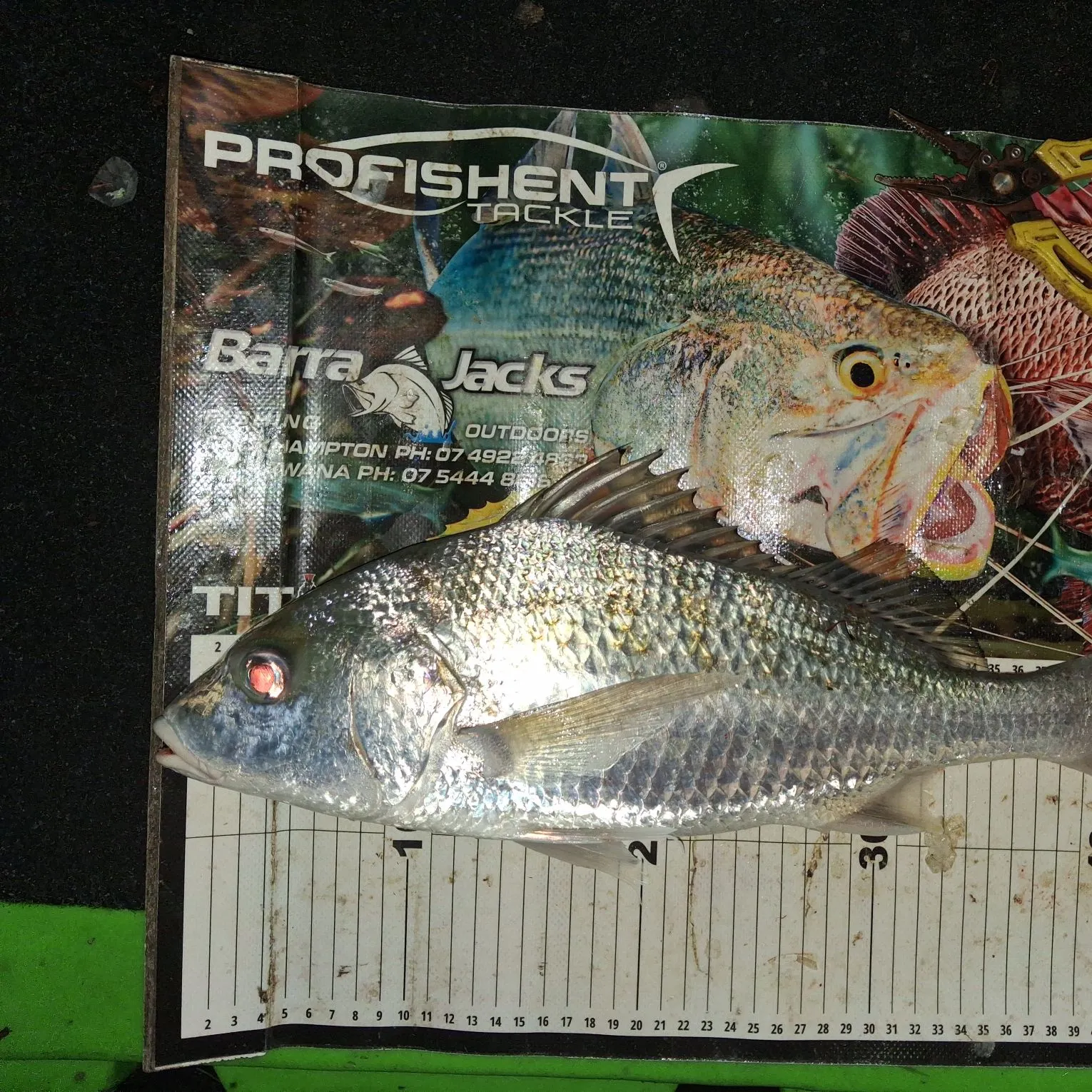 Javelin grunter caught on Fishbrain