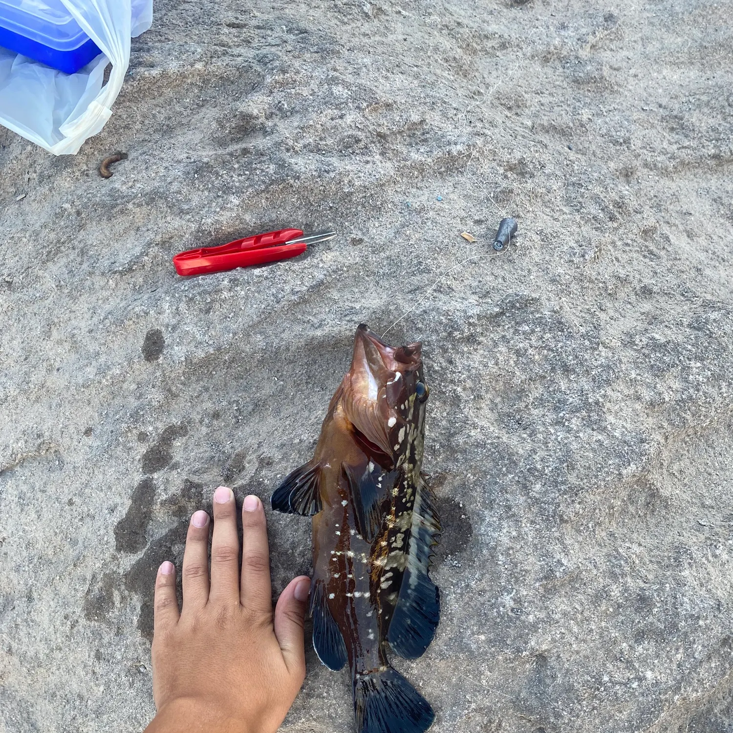 The most recent Dusky grouper catches on Fishbrain