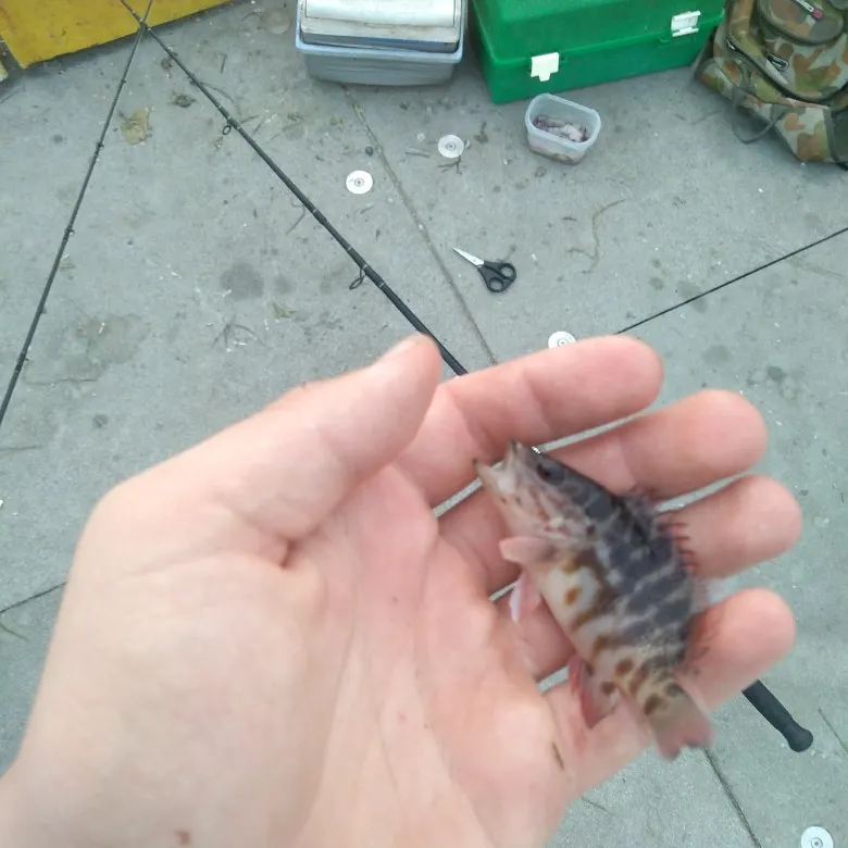 The most recent Jameson's Seaperch catches on Fishbrain