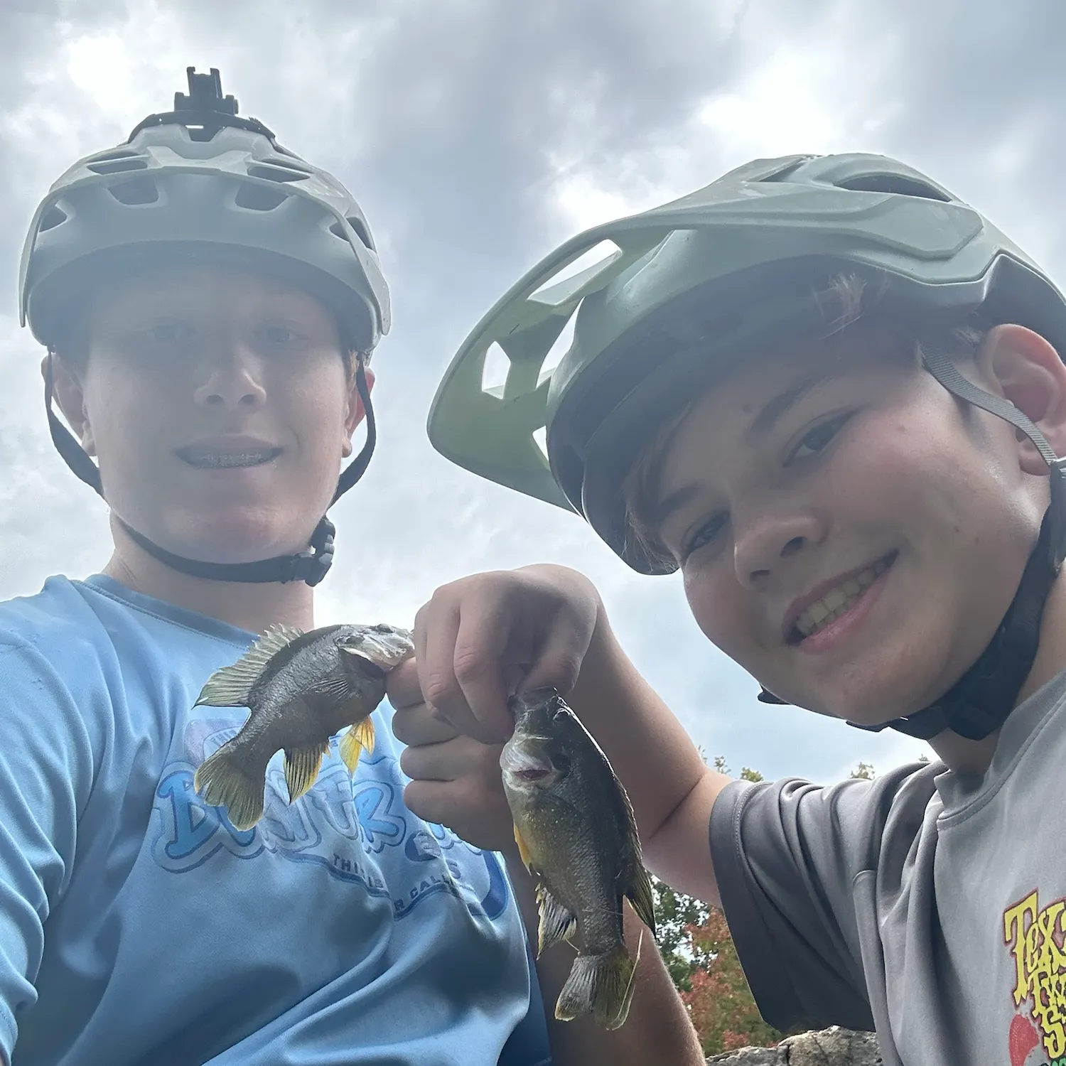 Green sunfish caught on Fishbrain