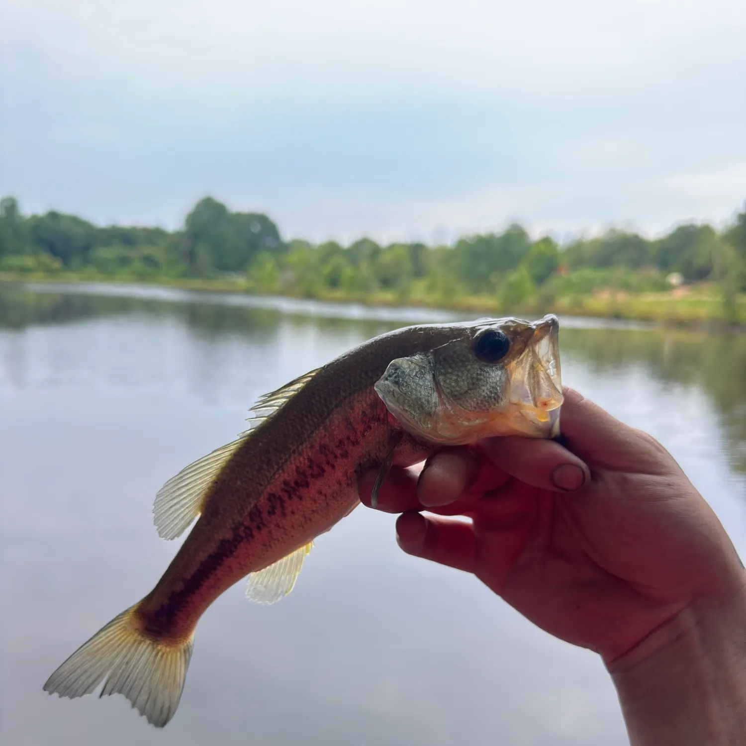 Fish caught on Fishbrain