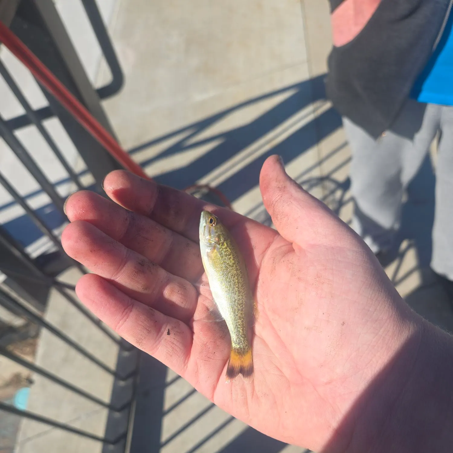 Smallmouth bass caught on Fishbrain