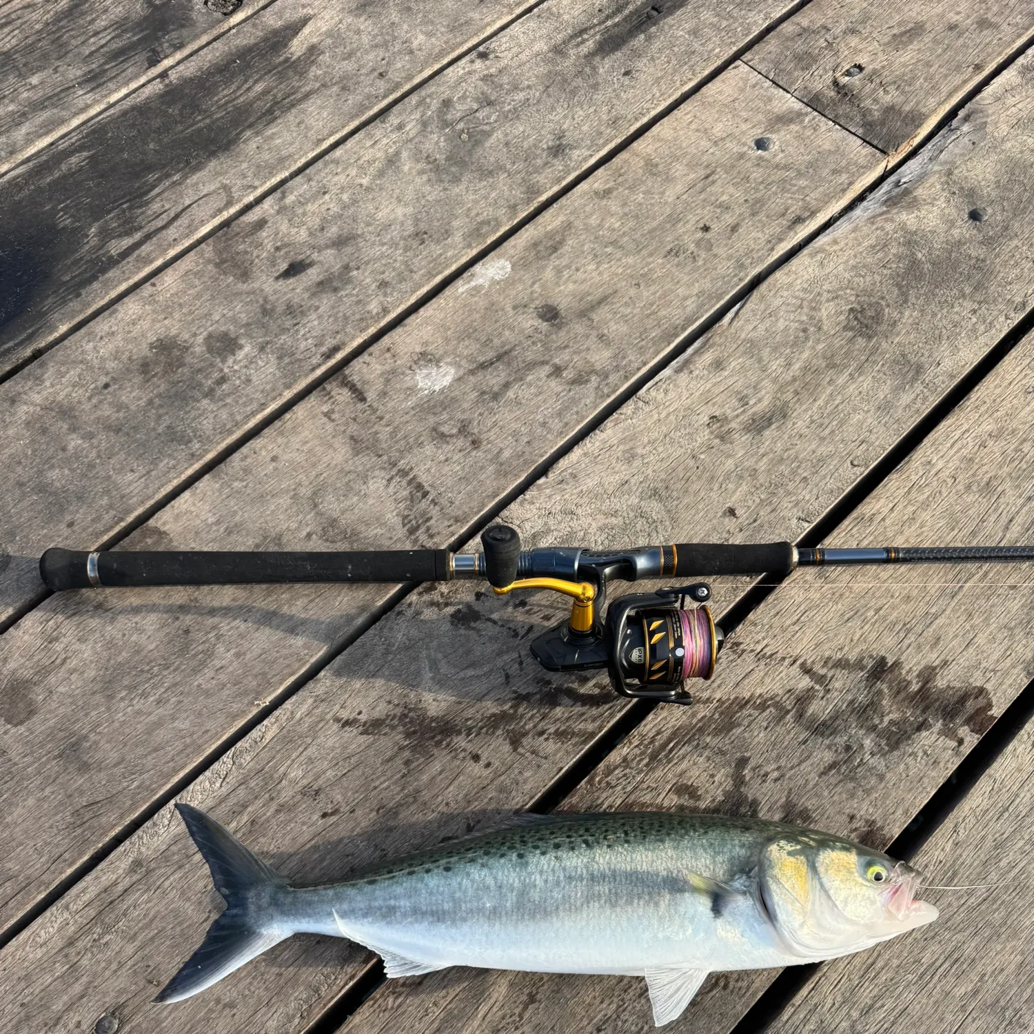 recently logged catches