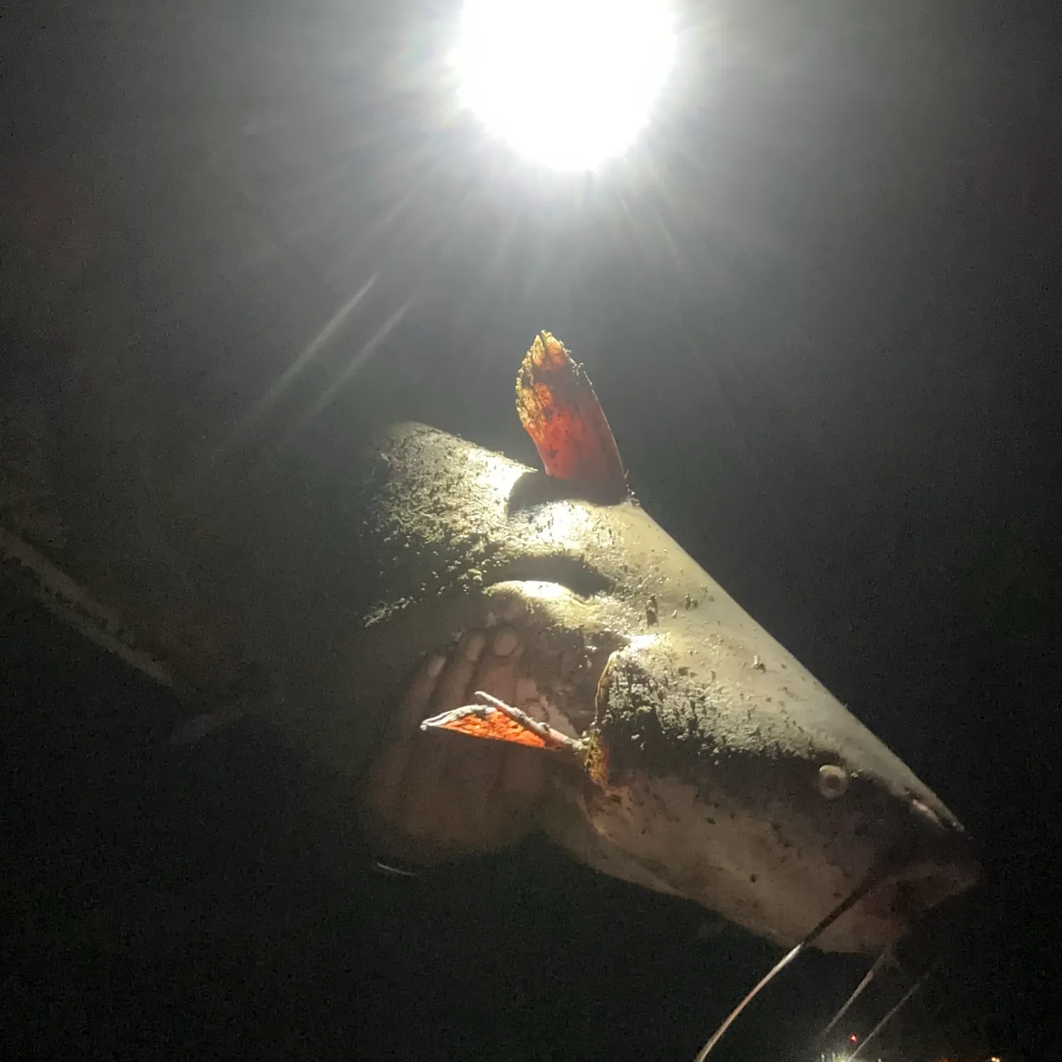 Blue catfish caught on Fishbrain
