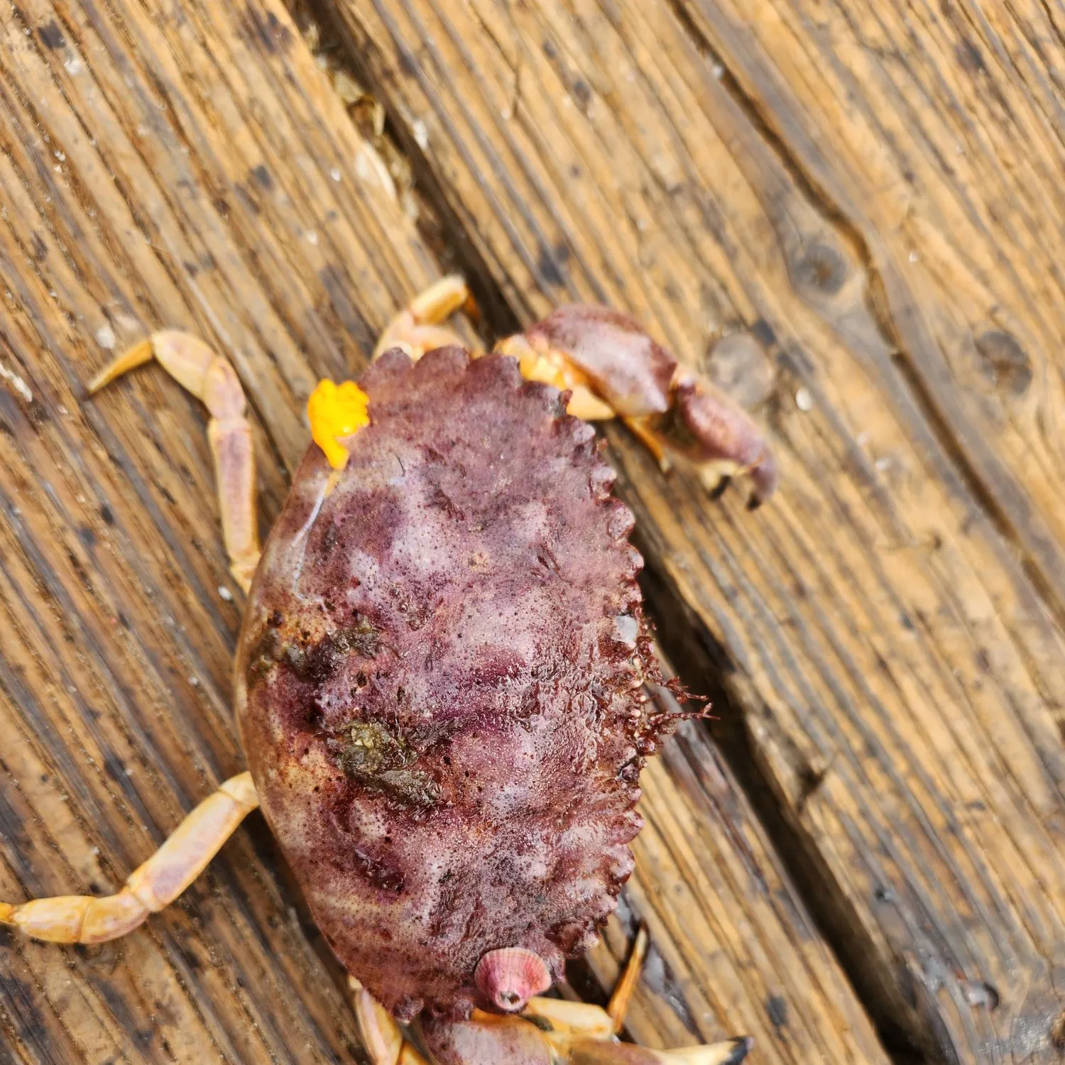 The most recent Pacific rock crab catches on Fishbrain