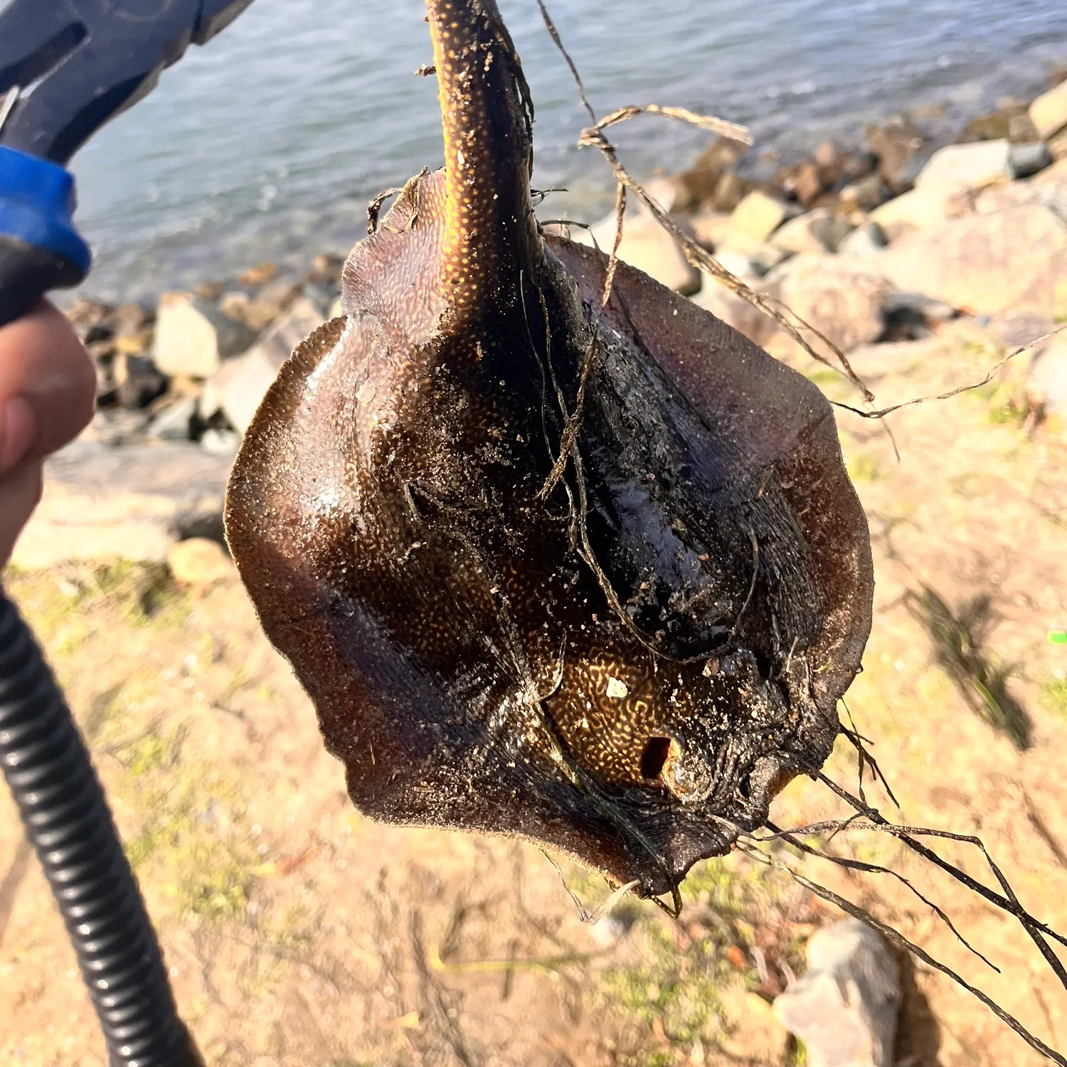 The most recent Common stingray catches on Fishbrain