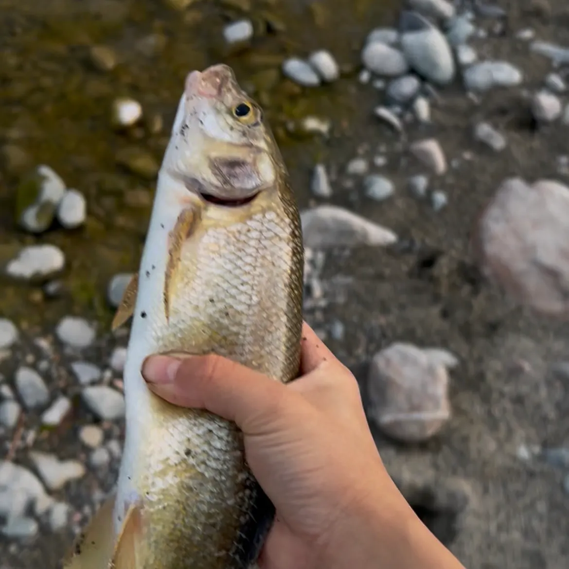 Mountain whitefish caught on Fishbrain