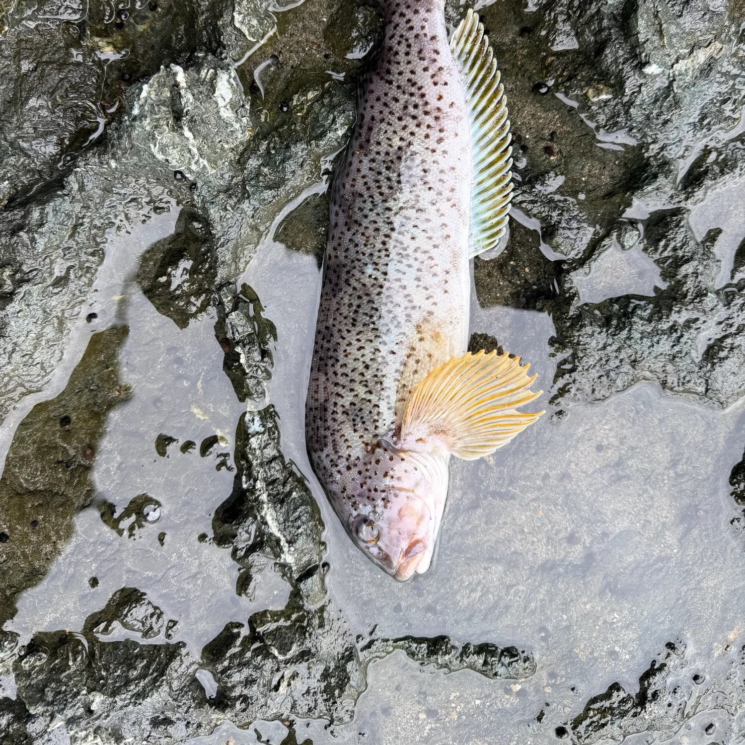 The most recent Kelp greenling catches on Fishbrain