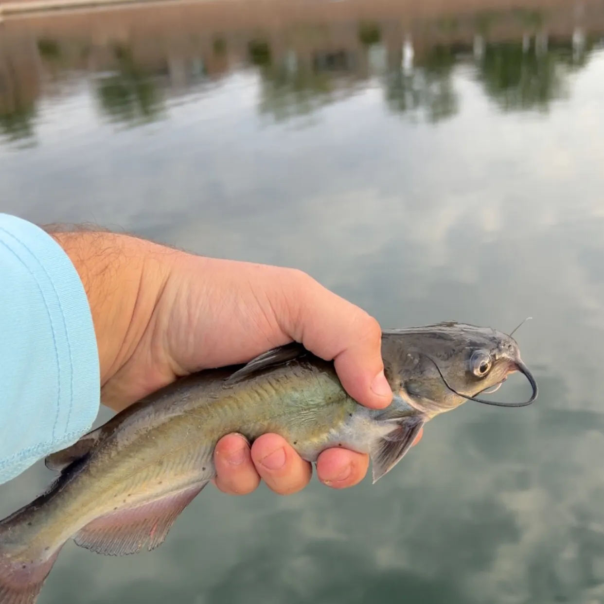 Channel catfish caught on Fishbrain