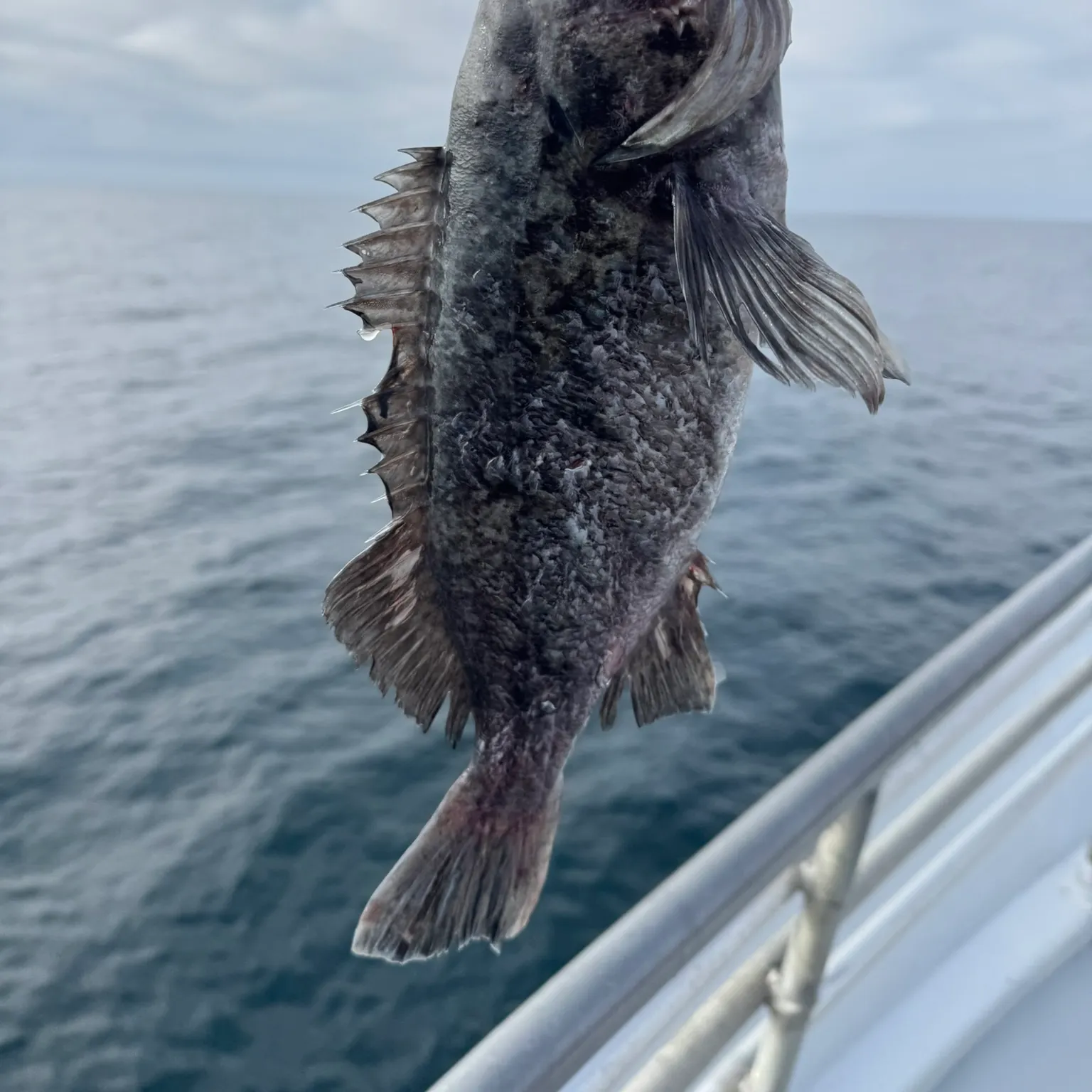 The most recent Blue rockfish catches on Fishbrain