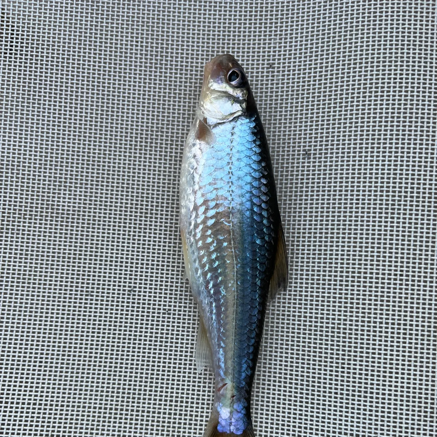 The most recent Silver chub catches on Fishbrain