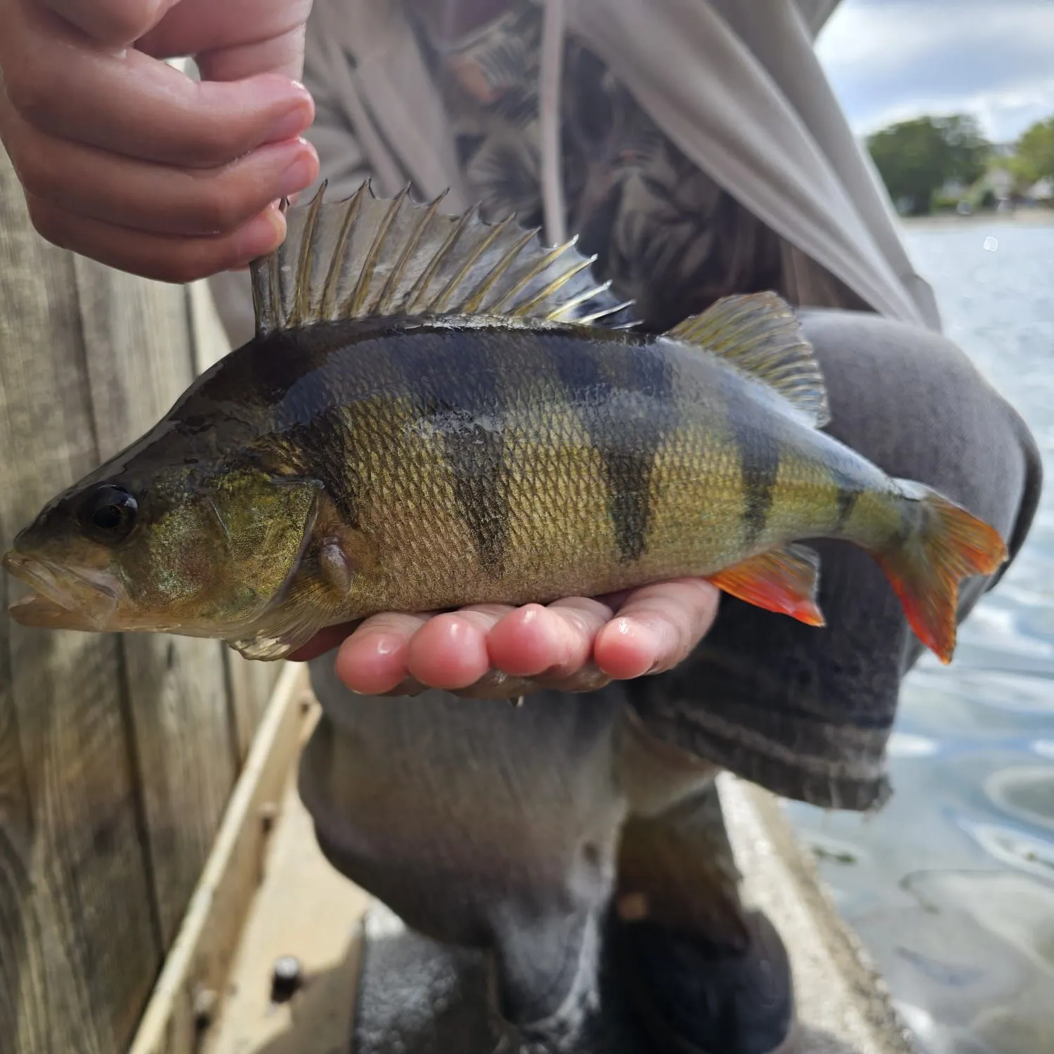 European perch caught on Fishbrain