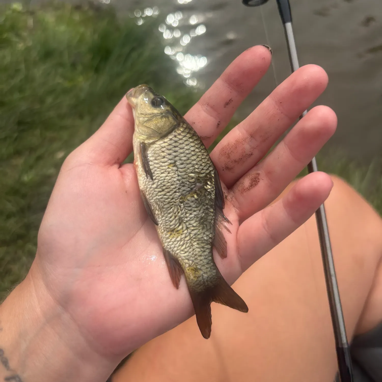 Common carp caught on Fishbrain