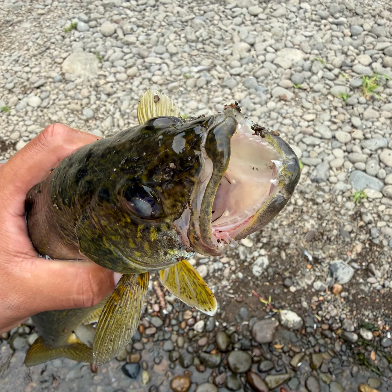 Walleye caught on Fishbrain