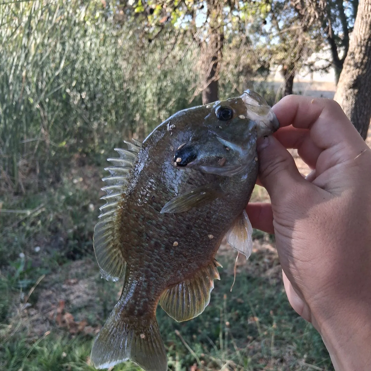 Greengill hybrid caught on Fishbrain