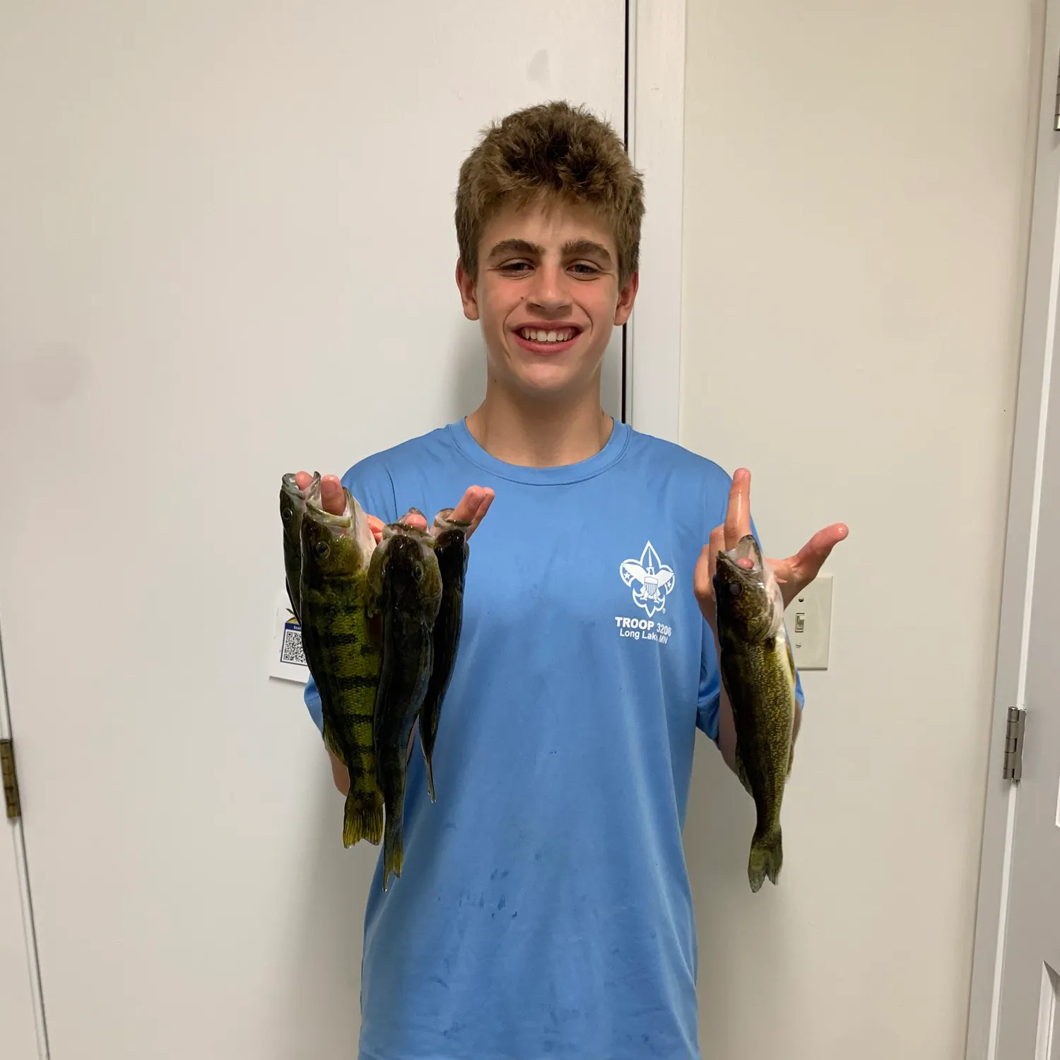 Yellow perch caught on Fishbrain
