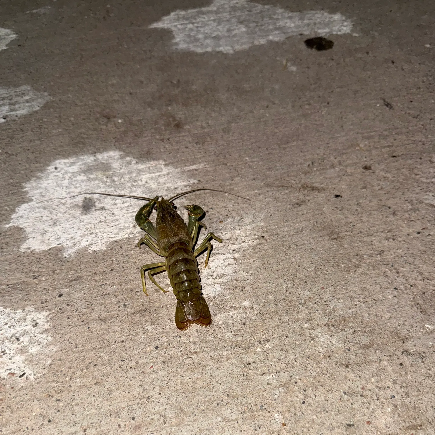 The most recent Big water crayfish catches on Fishbrain