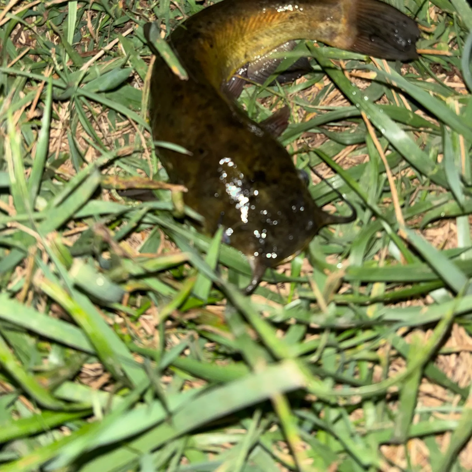 Yellow bullhead caught on Fishbrain