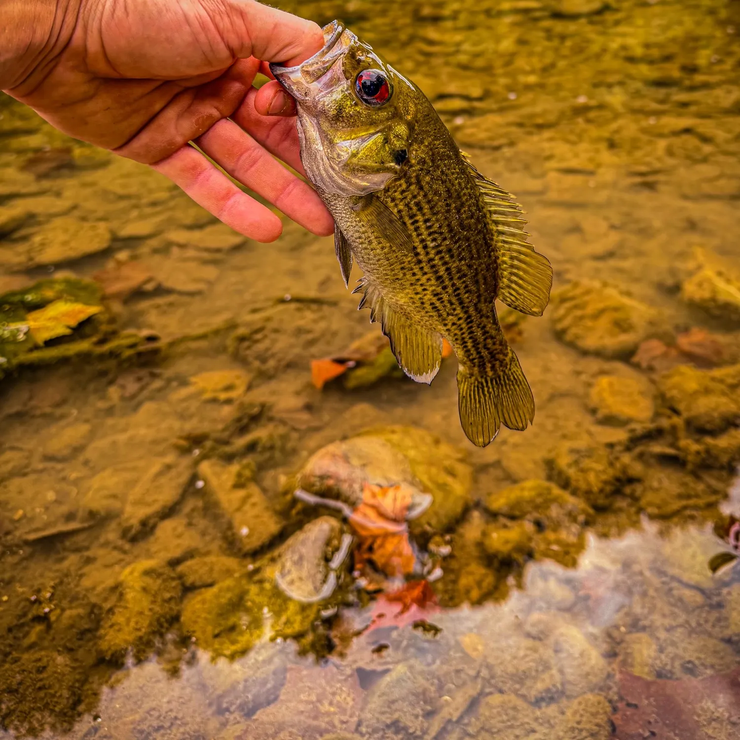 Rock bass caught on Fishbrain