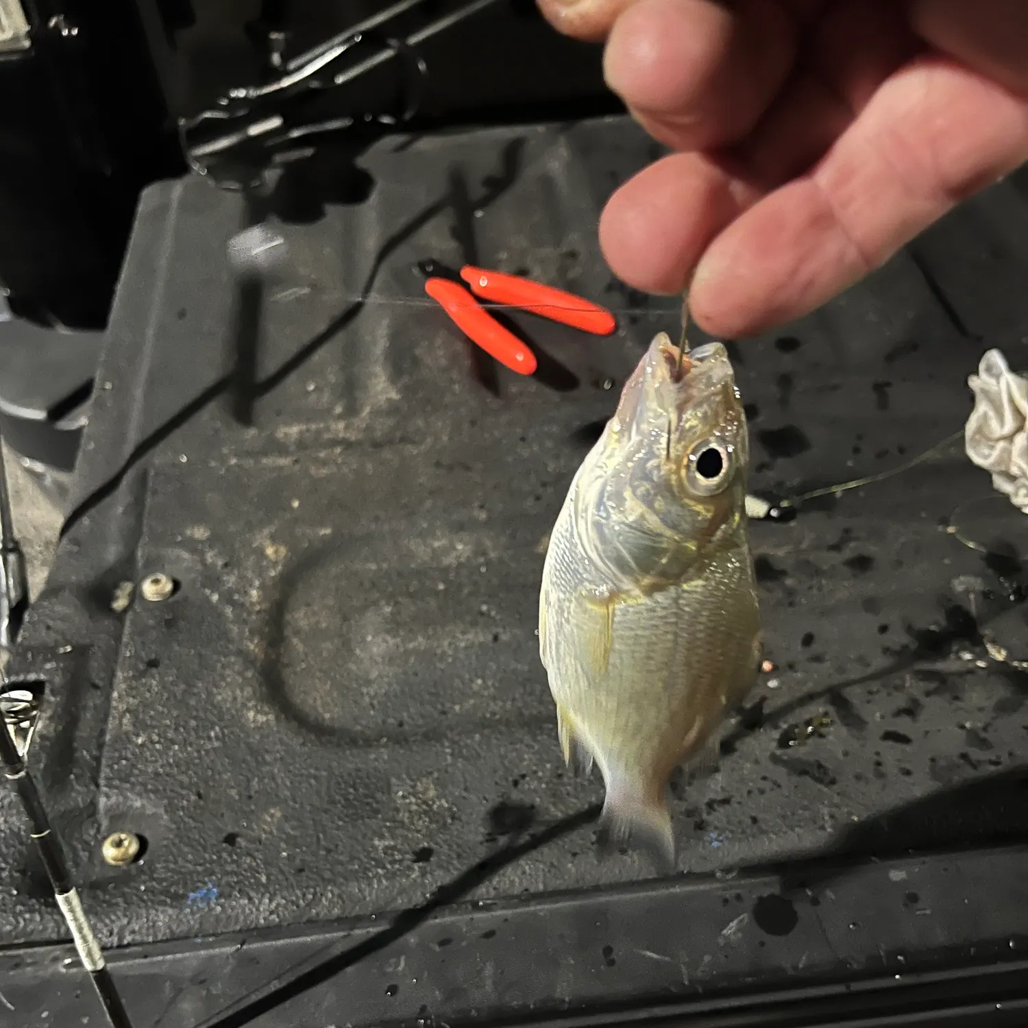 White perch caught on Fishbrain