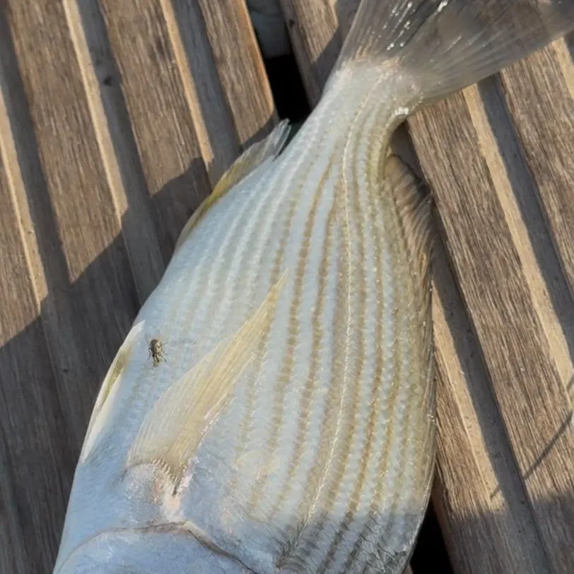 Goldlined seabream caught on Fishbrain