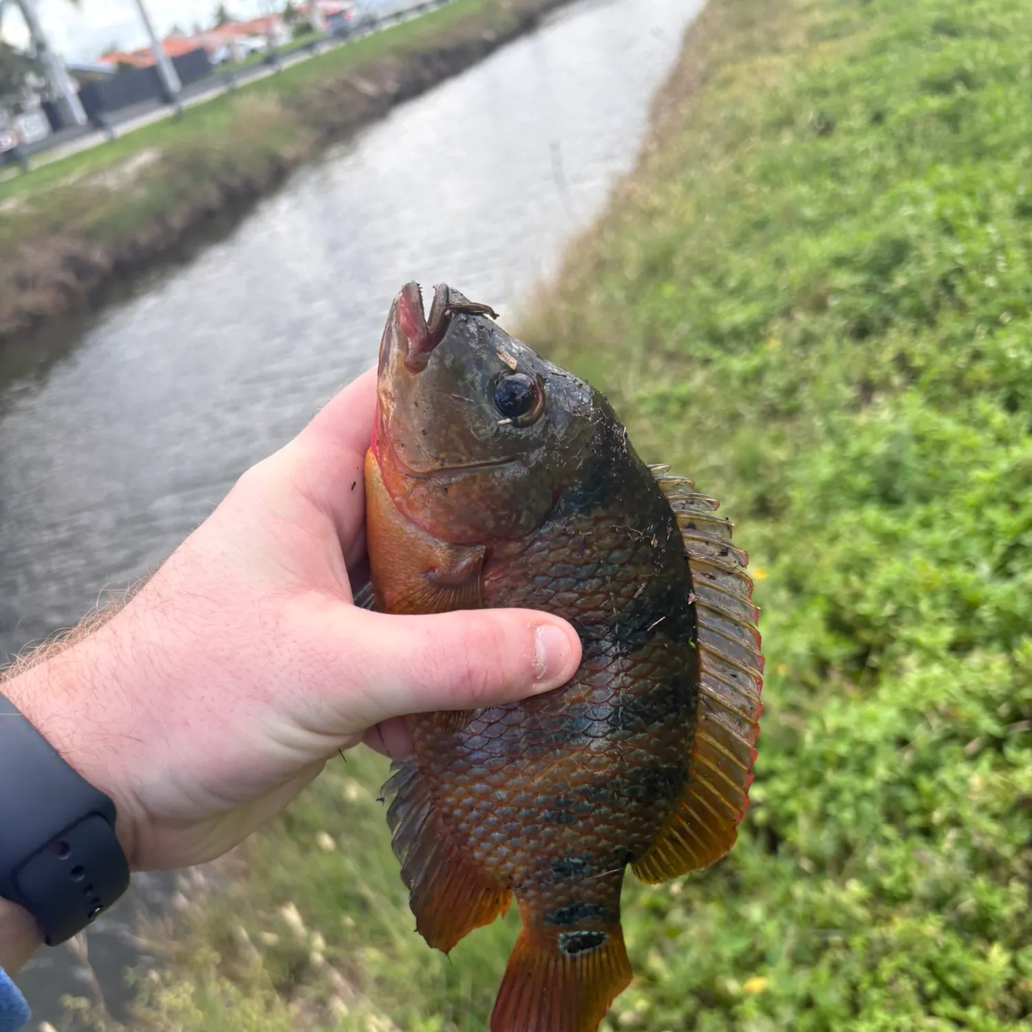 The most recent Mayan cichlid catches on Fishbrain