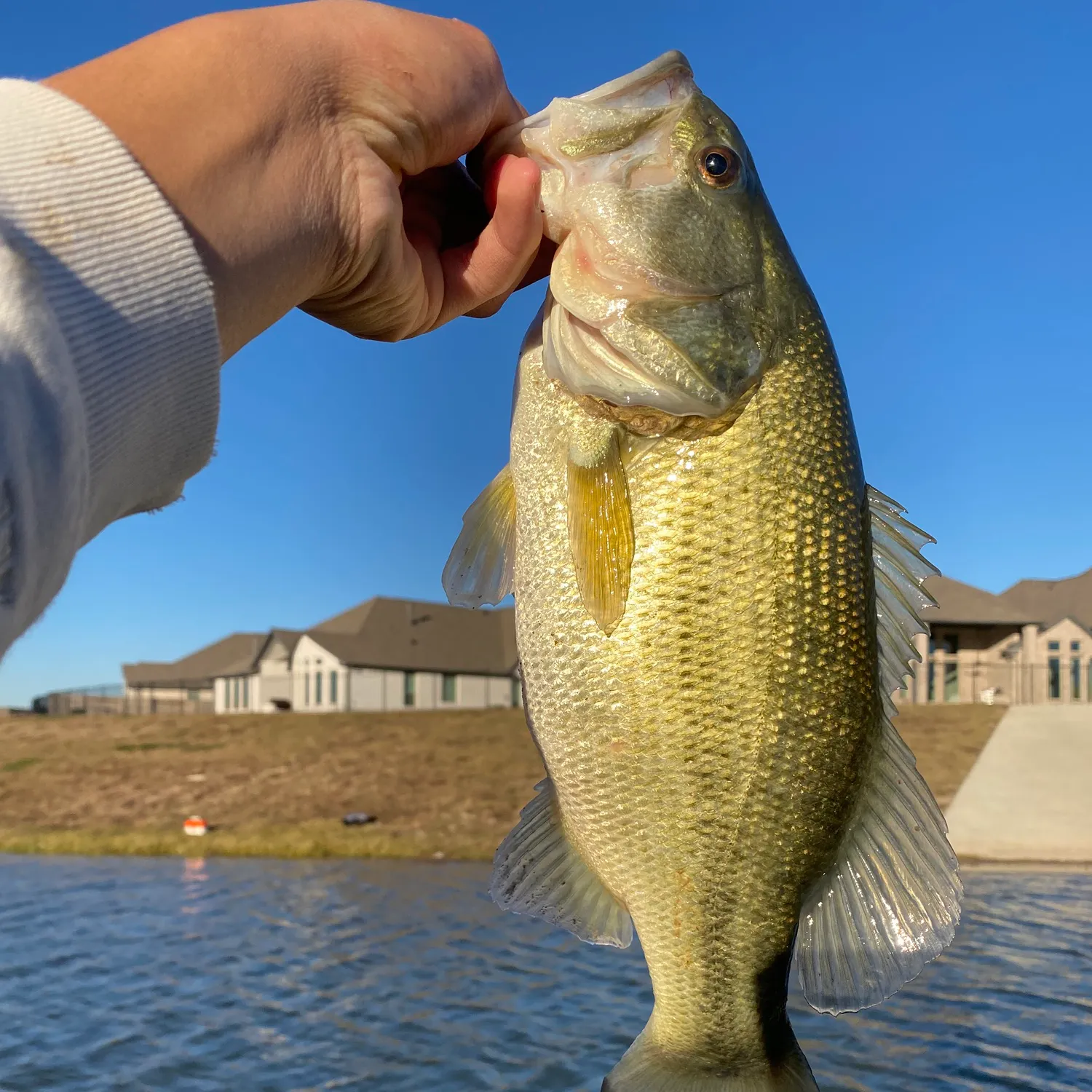 The most recent Largemouth bass catches on Fishbrain