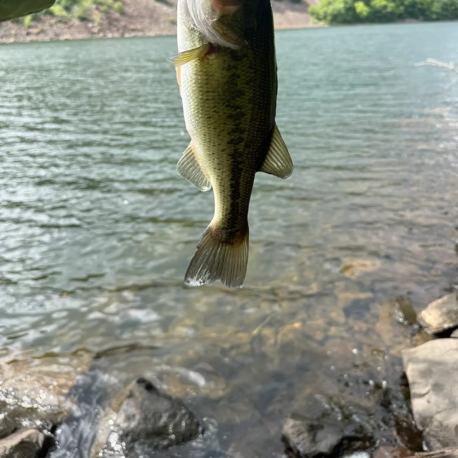 The most recent Largemouth bass catches on Fishbrain