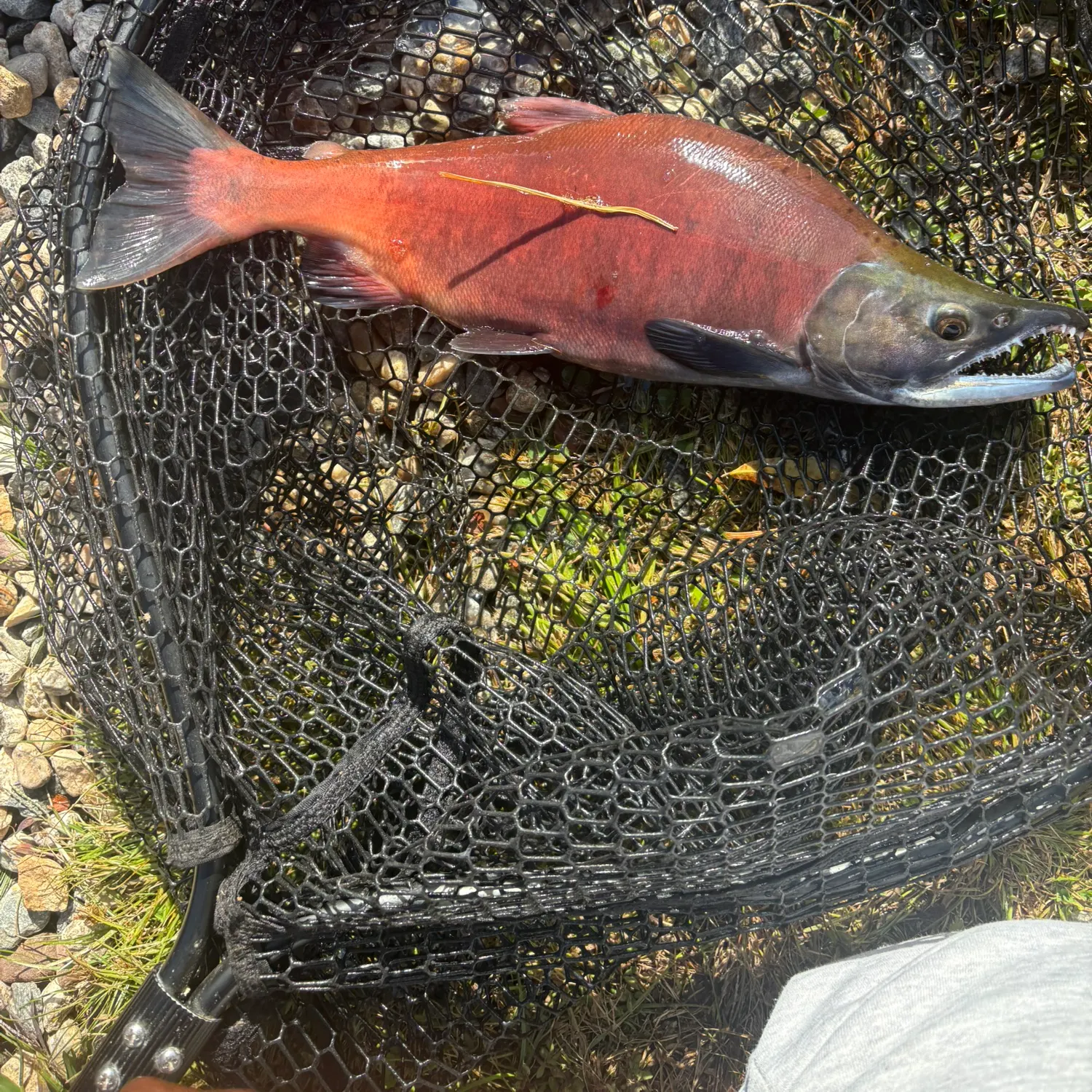 Kokanee salmon caught on Fishbrain