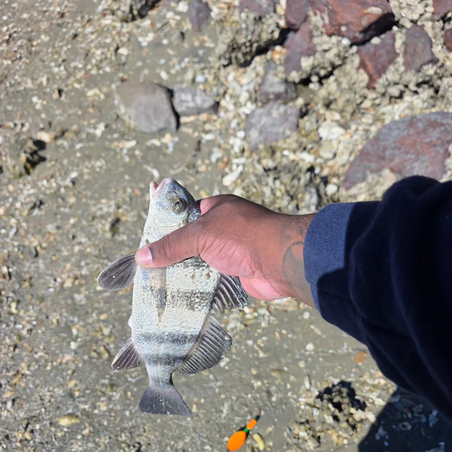 Black drum caught on Fishbrain