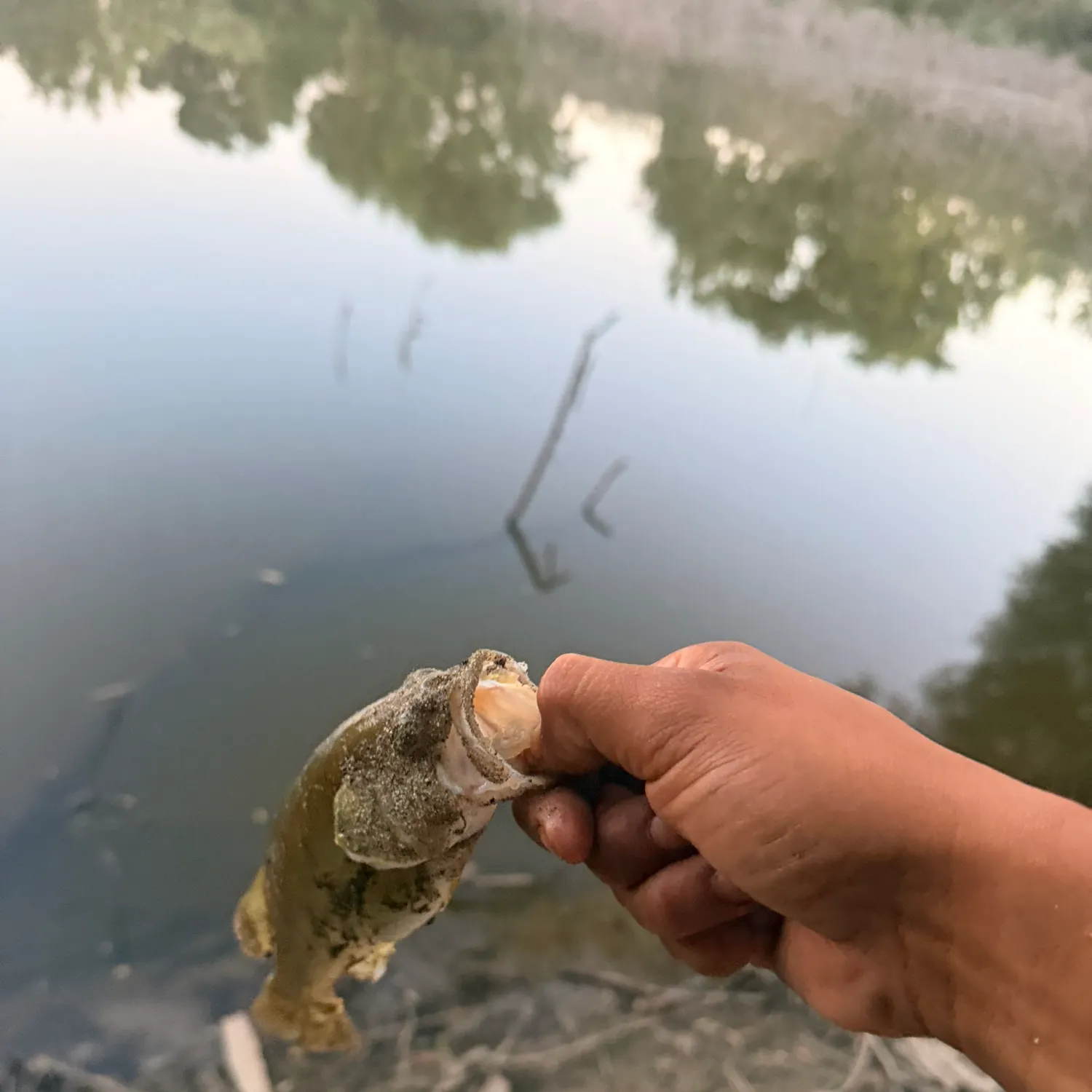 Largemouth bass caught on Fishbrain