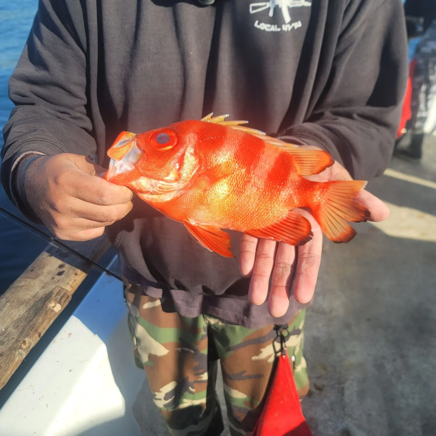 The most recent Atlantic bigeye catches on Fishbrain
