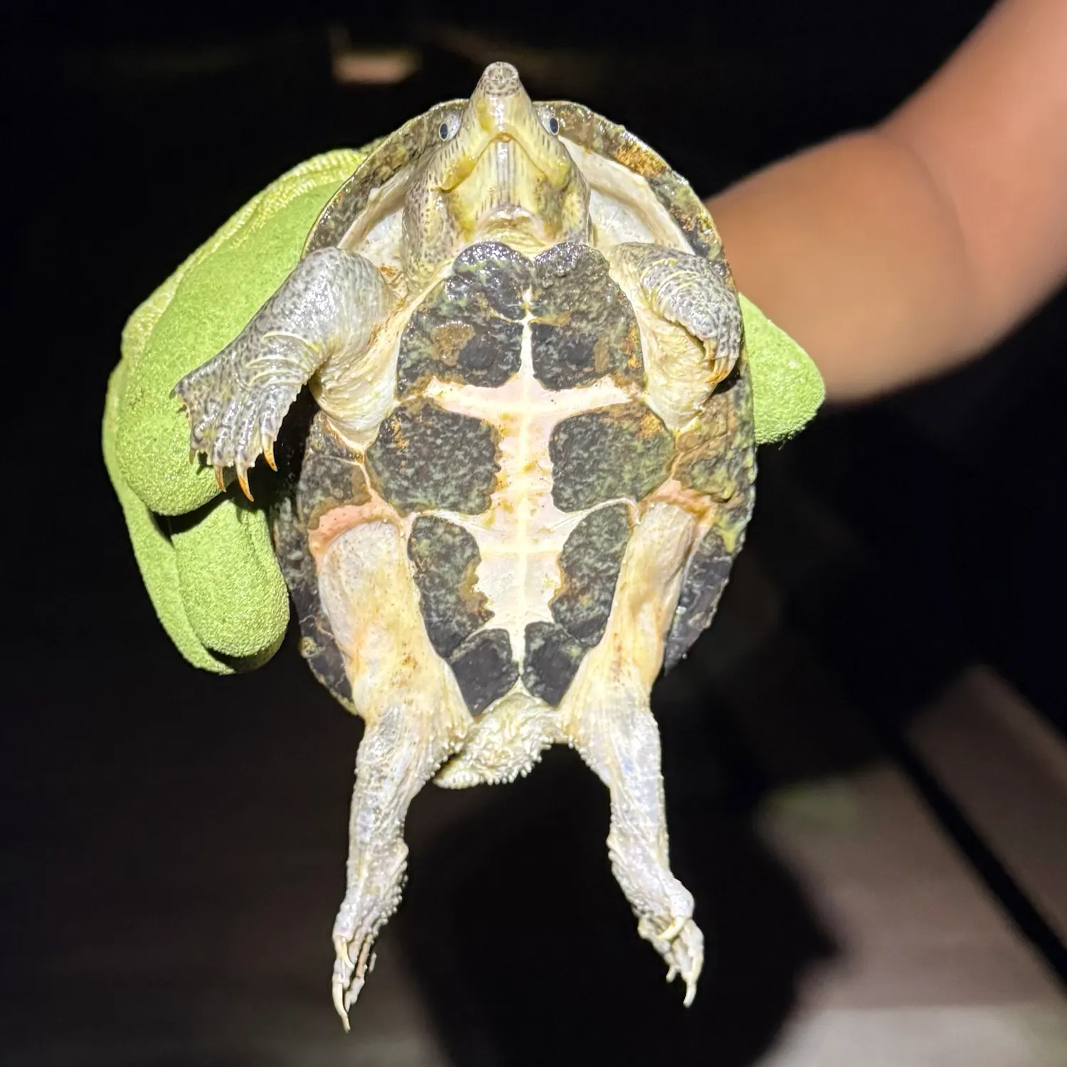 Common snapping turtle caught on Fishbrain