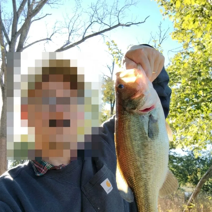 Largemouth bass caught on Fishbrain