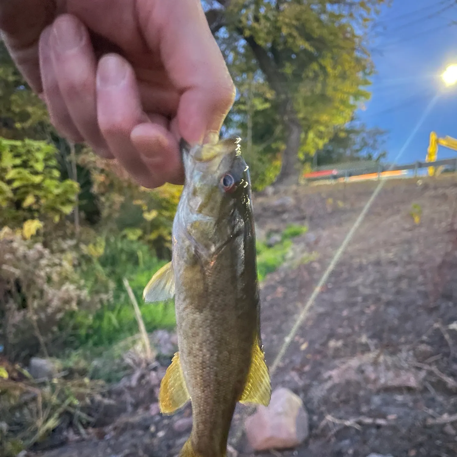 Smallmouth bass caught on Fishbrain