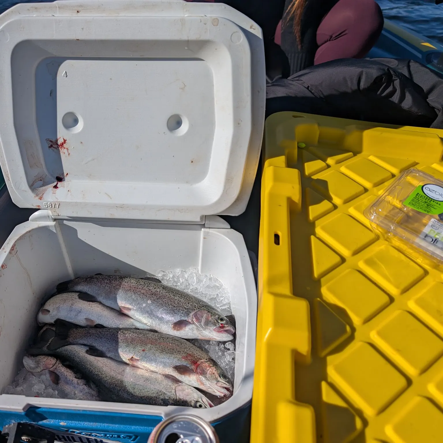 Rainbow trout caught on Fishbrain