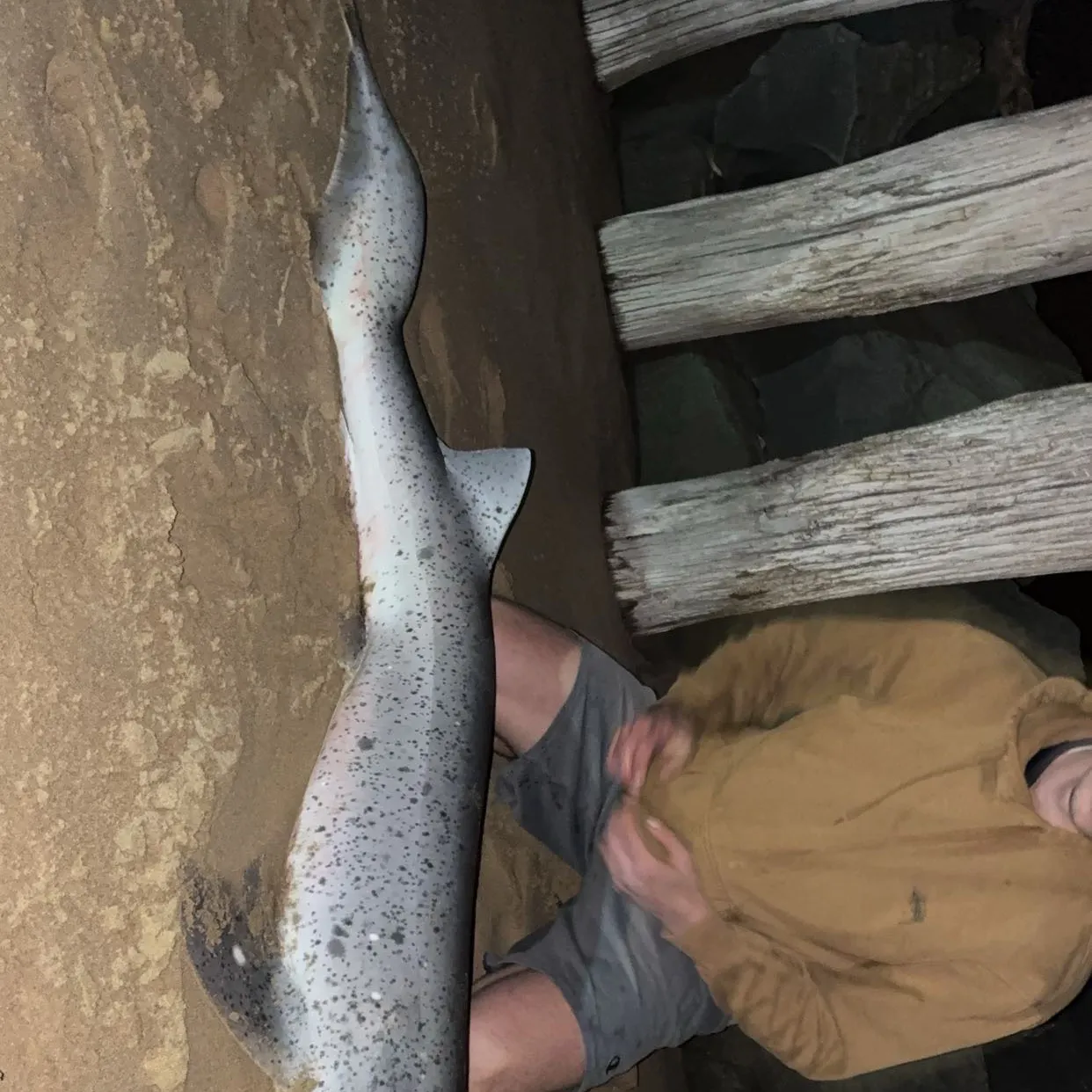 Broadnose sevengill shark caught on Fishbrain