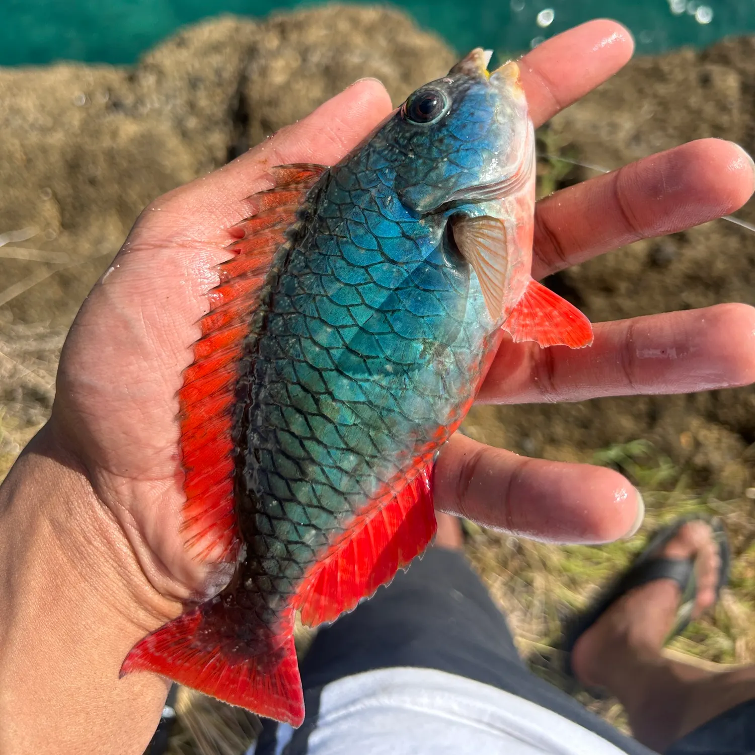 The most recent Redband Parrotfish catches on Fishbrain