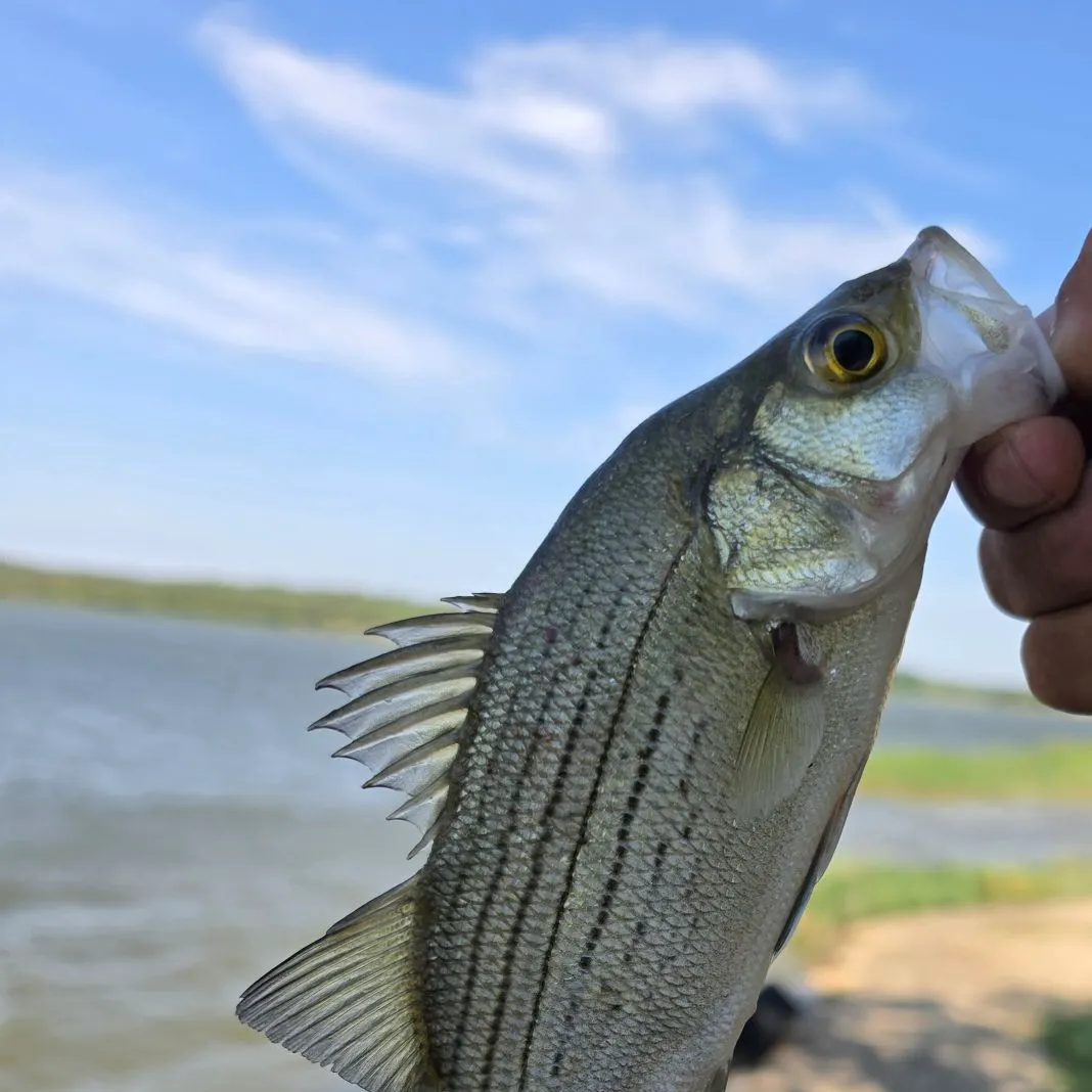 Wiper caught on Fishbrain