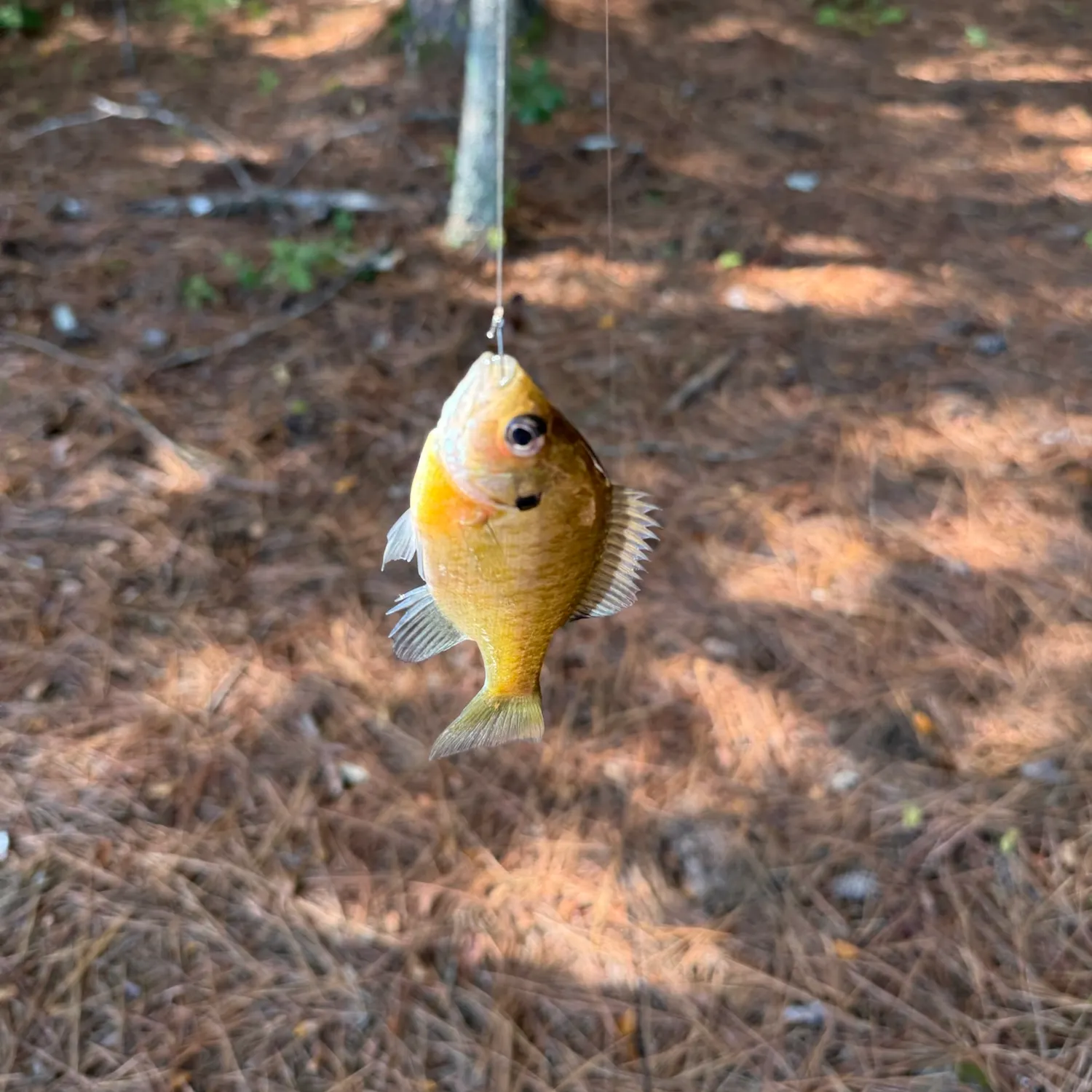 Bluegill caught on Fishbrain