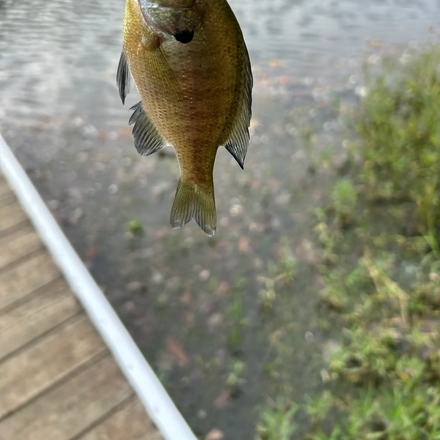 Bluegill caught on Fishbrain