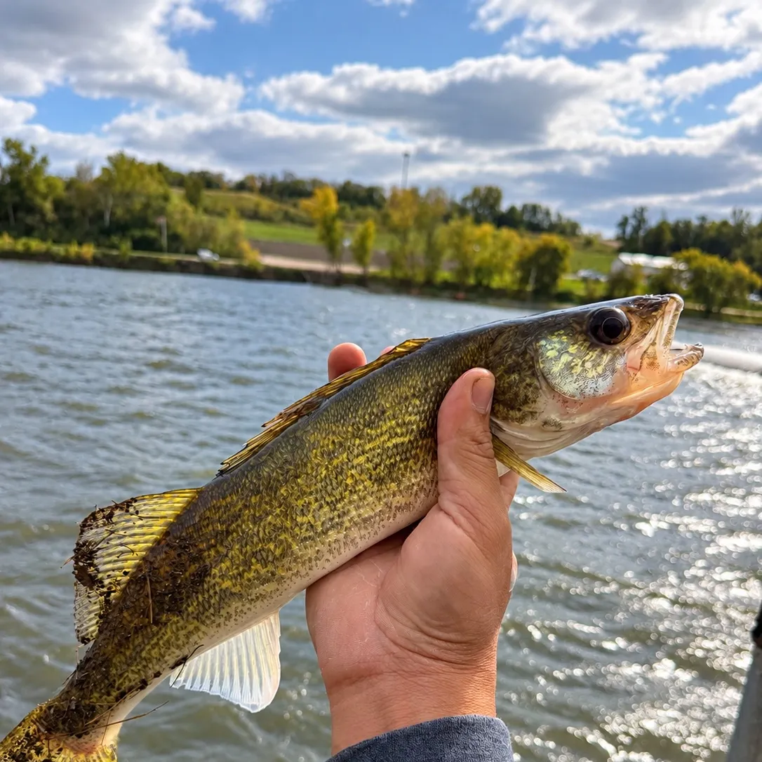 Walleye caught on Fishbrain