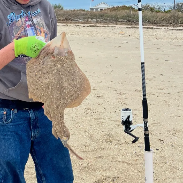 The most recent Big skate catches on Fishbrain