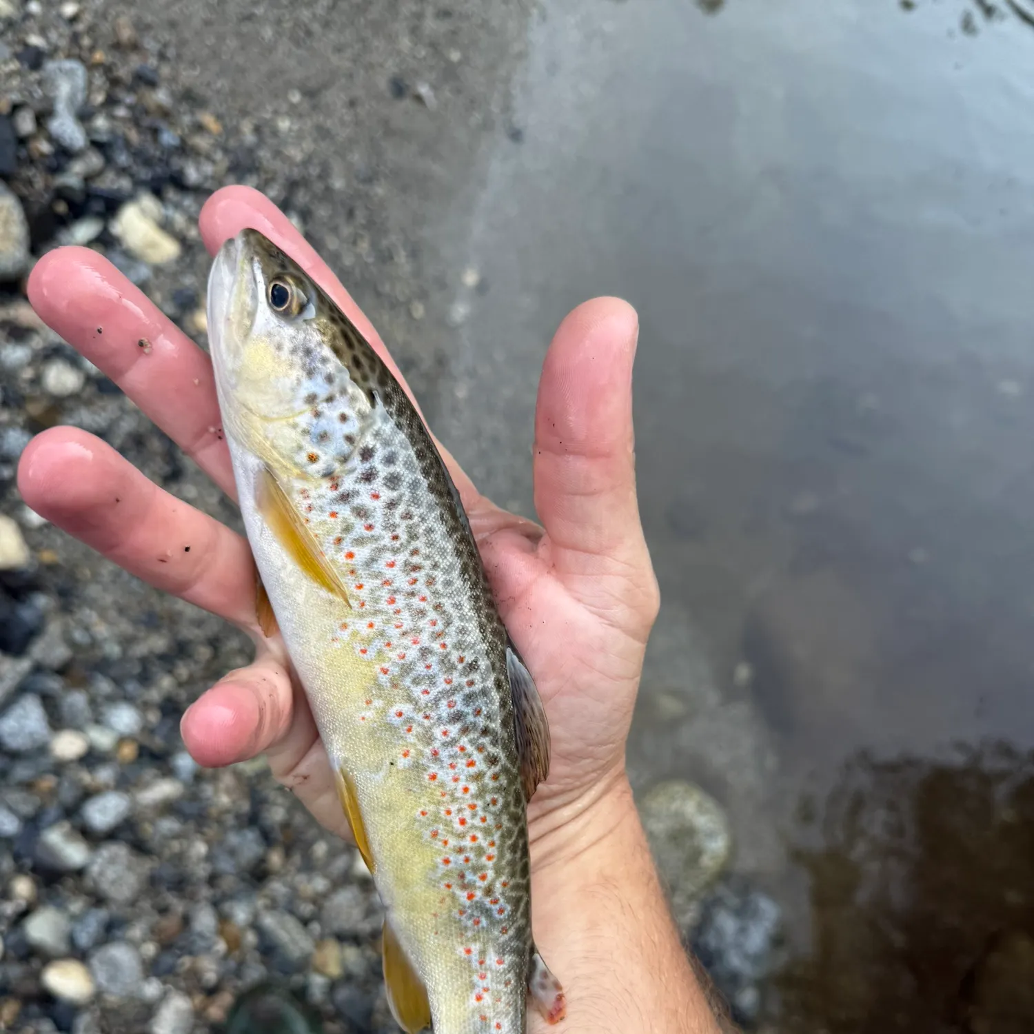 Brown trout caught on Fishbrain