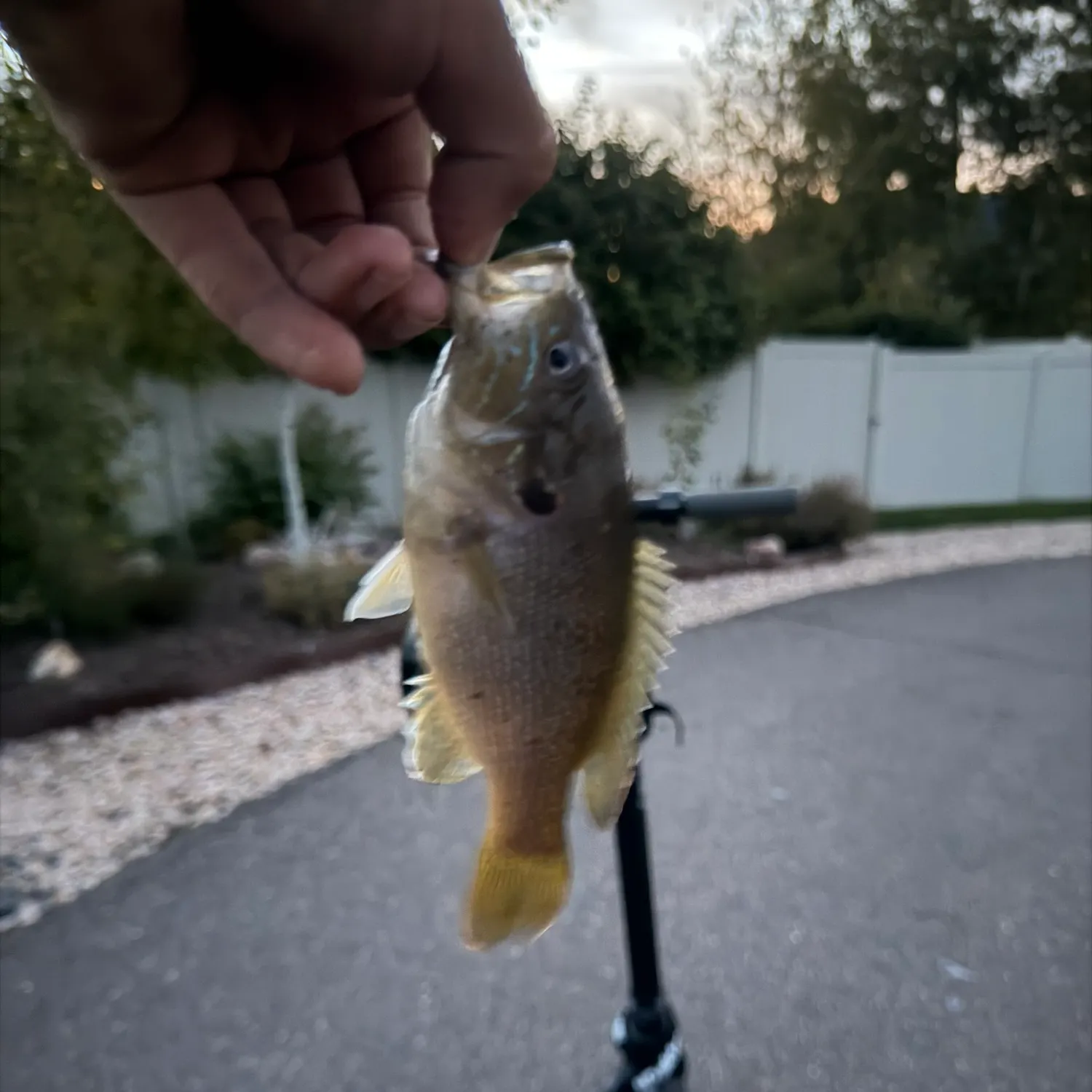 Green sunfish caught on Fishbrain