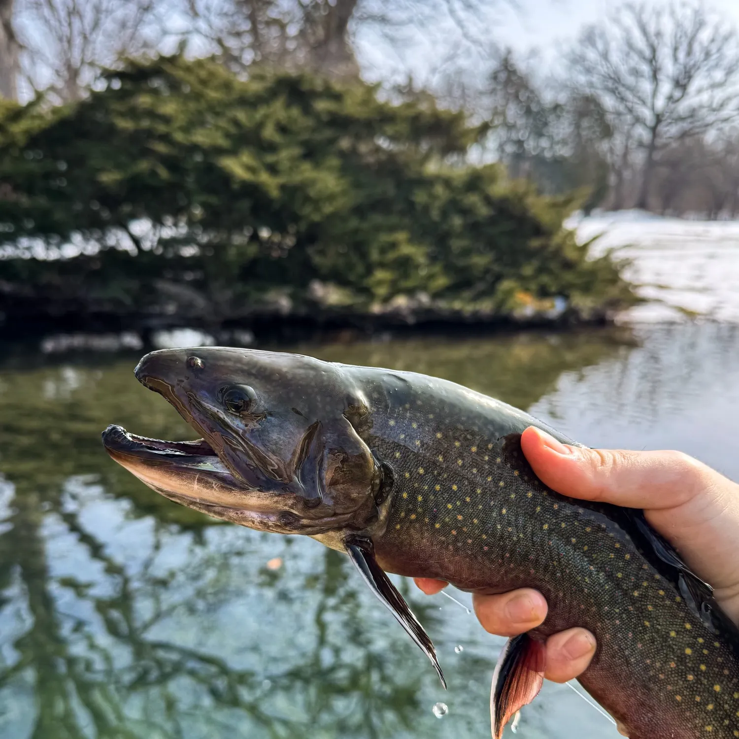 The most recent Brook trout catches on Fishbrain