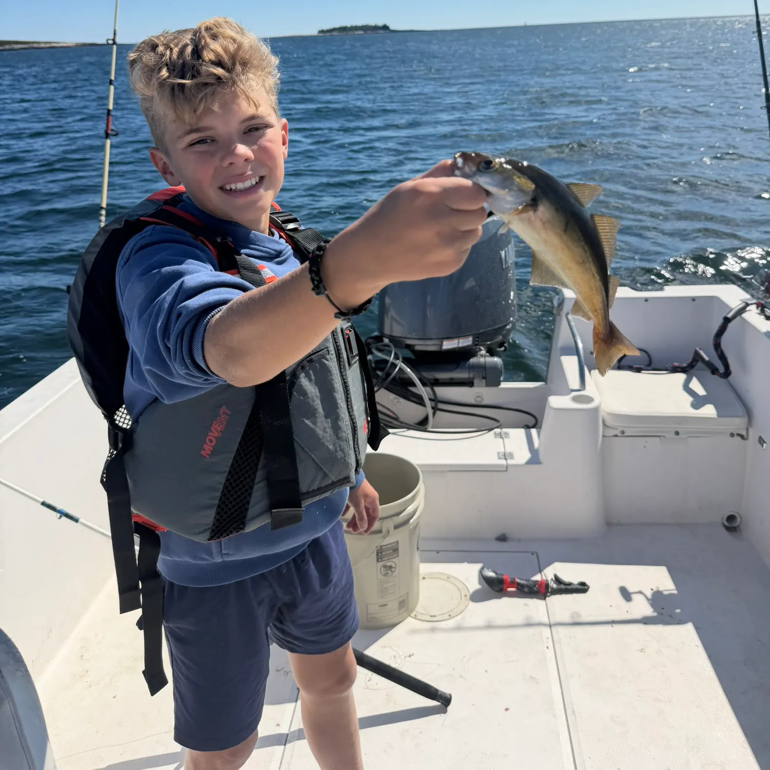 Atlantic pollock caught on Fishbrain