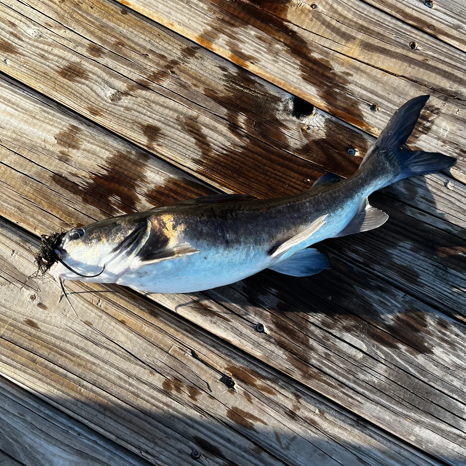Gafftopsail sea catfish caught on Fishbrain